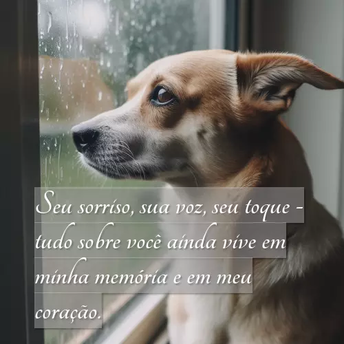 Um cachorro triste olha pela janela enquanto chove lá fora. - Seu sorriso, sua voz, seu toque - tudo sobre você ainda vive em minha memória e em meu coração.